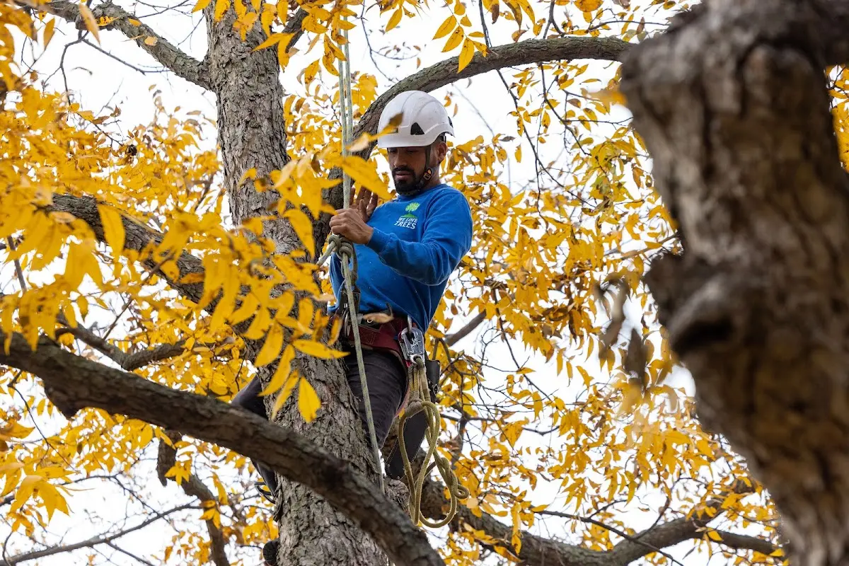 Skilled Storm Damage Cleanup crew working in Verona